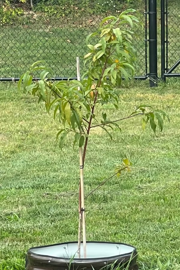 A young tree, newly planted and staked